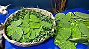 Nopal, dikenli armut kaktüsü (Prickly pear cactus)